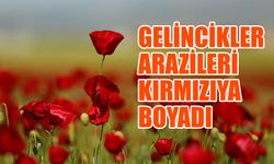 Gelincikler Arazileri Kırmızıya Boyadı