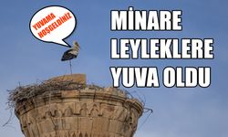 Şerefesi Yıkılan Minare Leyleklere Yuva Oldu