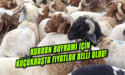 Kurban bayramı için küçükbaşta fiyatlar belli oldu!