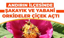 Andırın İlçesinde Şakayık ve Yabani Orkideler Çiçek Açtı