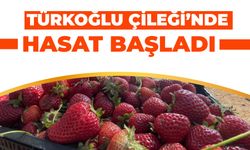 Türkoğlu Çileği'nde Hasat Başladı