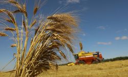 Buğday ve arpa alım fiyatları belli oldu