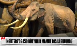 İngiltere'de 450 Bin Yıllık Mamut Fosili Bulundu