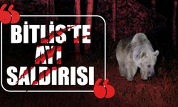 Bitlis'te ayı uyarısında bulunan öğretim üyesi ayı saldırısından kurtuldu