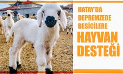 Hatay’da depremzede besicilere hayvan desteği