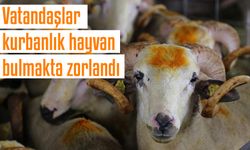 Vatandaşlar kurbanlık hayvan bulmakta zorlandı