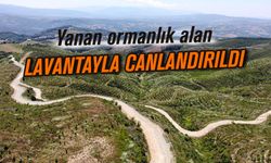 Kahramanmaraş'ta yanan ormanlık alan lavantayla canlandırıldı