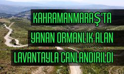 Kahramanmaraş'ta Yanan Ormanlık Alan Lavantayla Canlandırıldı