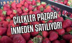 Çilekler daha pazara bile inmeden satılıyor!