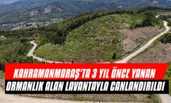 Kahramanmaraş'ta 3 Yıl Önce Yanan Ormanlık Alan Lavantayla Canlandırıldı