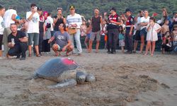 Tedavileri tamamlanan caretta carettalar denize bırakıldı