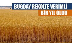 Buğday Rekolte Verimli Bir Yıl Oldu