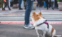 Satın Alınan İki Köpek, Şişirilmiş Sıçan Çıktı