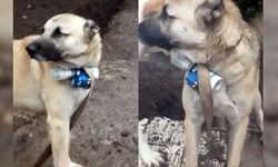 Ermeni güçlerden eylem girişimi: Köpeğin üzerine bomba bağladılar