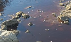 Gaziantep'teki Tahtaköprü Barajı'nda Balık Ölümleri İncelemesi