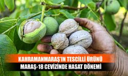 Kahramanmaraş’ın Tescilli Ürünü Maraş-18 Cevizinde Hasat Dönemi