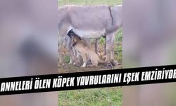 Anneleri ölen köpek yavrularını eşek emziriyor