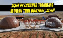 Afşin'de lavanta tarlasına kurulan "Arı Dünyası" açıldı