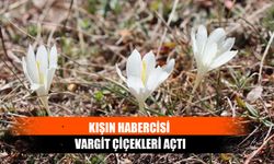 Kışın Habercisi Vargit Çiçekleri Açtı