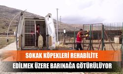 Sokak Köpekleri Rehabilite Edilmek Üzere Barınağa Götürülüyor