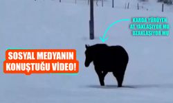 Sosyal Medyanın Konuştuğu Video! Karda Yürüyen At Yaklaşıyor Mu, Uzaklaşıyor Mu