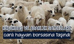 Küçükbaş ve adaklık satıcıları canlı hayvan borsasına taşındı