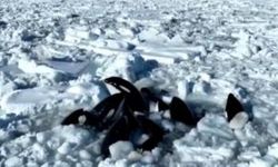 Katil balinalar sürüklenen buzda sıkışıp kaldı