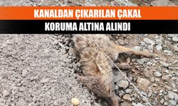 Kanaldan çıkarılan çakal, koruma altına alındı