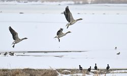 Koruma tedbirleri sayesinde Van'da görülen yaban kazlarının sayısı arttı