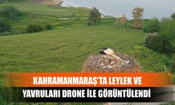 Kahramanmaraş’ta Leylek Ve Yavruları Drone İle Görüntülendi