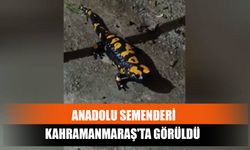 Anadolu Semenderi Kahramanmaraş'ta Görüldü