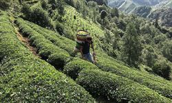 ÇAYKUR'da 2024 yaş çay sezonu başlıyor