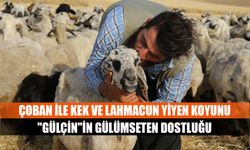 Şanlıurfalı çoban ile kek ve lahmacun yiyen koyunu "Gülçin"in gülümseten dostluğu