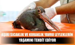 Aşırı Sıcaklık ve Kuraklık Yavru Leyleklerin Yaşamını Tehdit Ediyor