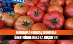 Kahramanmaraş domates üretiminde rekora koşuyor!