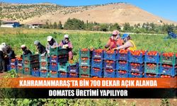 Kahramanmaraş'ta bin 700 dekar açık alanda domates üretimi yapılıyor