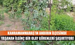 Kahramanmaraş'ın Andırın ilçesinde yaşanan ilginç bir olay görenleri şaşırtıyor!