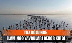 Tuz Gölü'nde Flamingo Yavruları Rekor Kırdı