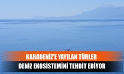 Karadeniz'e Yayılan Türler Deniz Ekosistemini Tehdit Ediyor