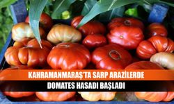 Kahramanmaraş’ta sarp arazilerde domates hasadı başladı