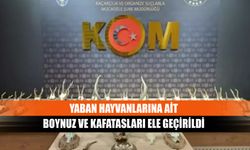 Yaban hayvanlarına ait boynuz ve kafatasları ele geçirildi