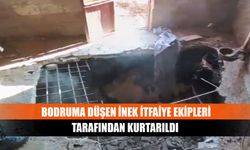 Bodruma düşen inek itfaiye ekipleri tarafından kurtarıldı