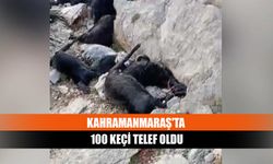 Kahramanmaraş'ta yıldırım düşmesi sonucu 100 keçi telef oldu