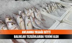 Avlanma yasağı bitti, balıklar tezgâhlarda yerini aldı