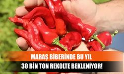 Maraş Biberinde Bu Yıl 30 Bin Ton Rekolte Bekleniyor!