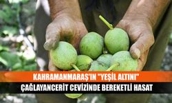 Kahramanmaraş'ın "Yeşil Altını" Çağlayancerit cevizinde bereketli hasat