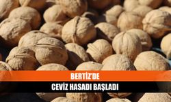 Bertiz’de ceviz hasadı başladı