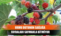 Urmu Dutunun Sağlığa Faydaları Saymakla Bitmiyor