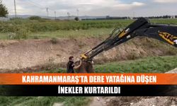 Kahramanmaraş’ta dere yatağına düşen inekler kurtarıldı