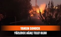 Yangın Sonucu Yüzlerce Ağaç Telef Oldu